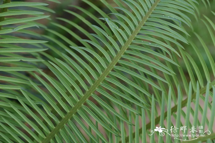 苹果苹果价格