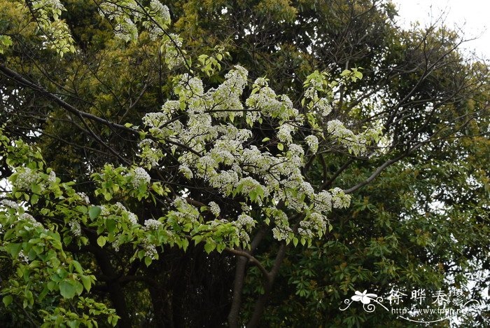 茶花什么时候开花