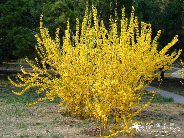 紫藤花什么时候开花