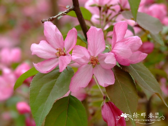 长寿花什么时候开花