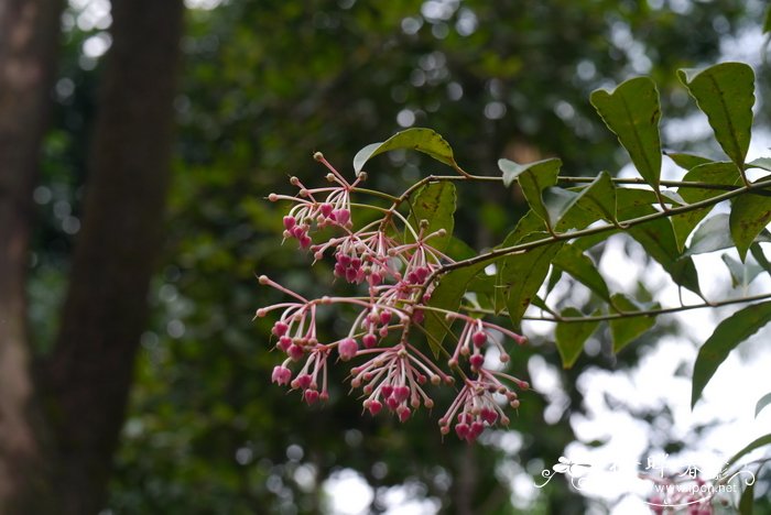 5朵玫瑰