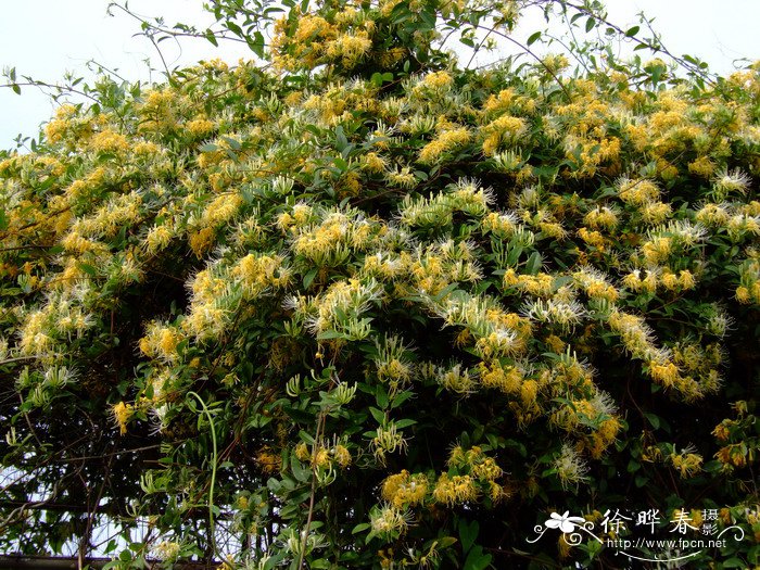 花毛茛花期