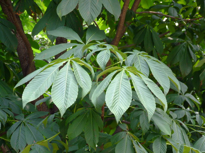 大面积种植什么树效益高