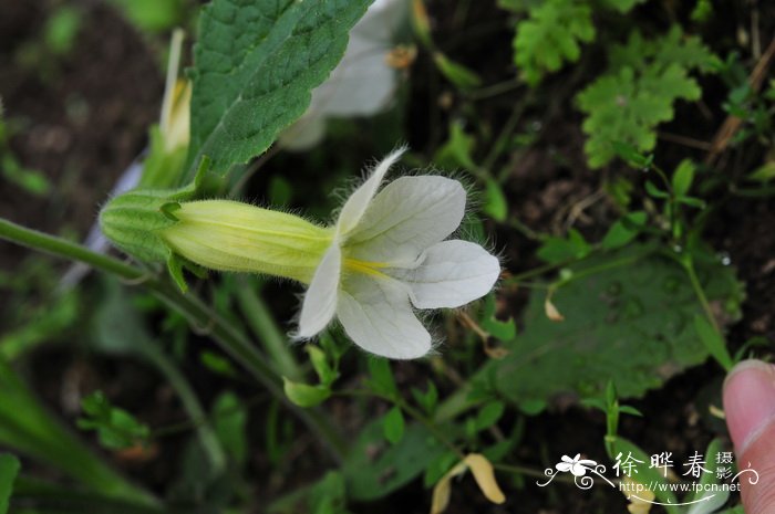 brassica juncea