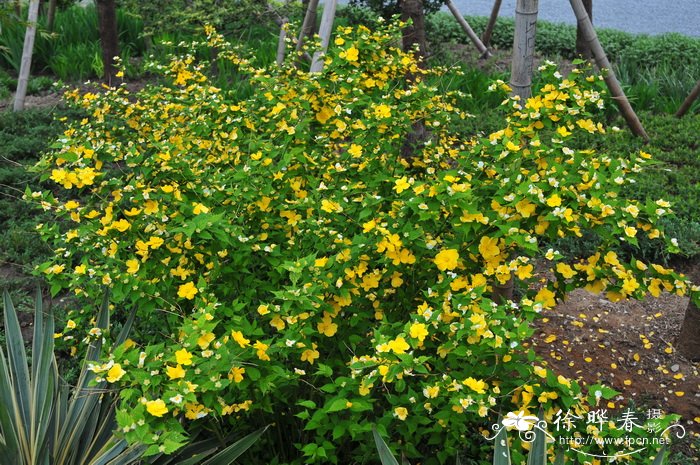 油茶花