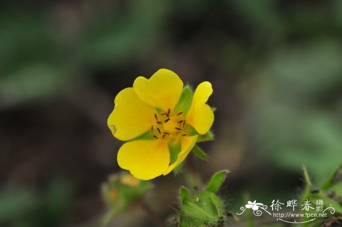 文竹花语象征与寓意