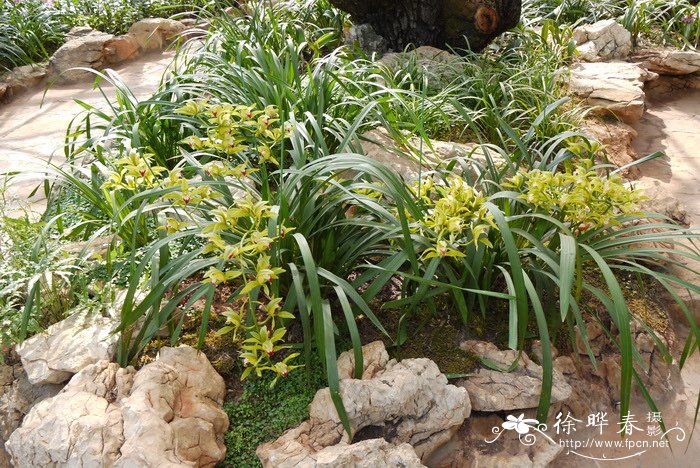 夜来香什么季节开花