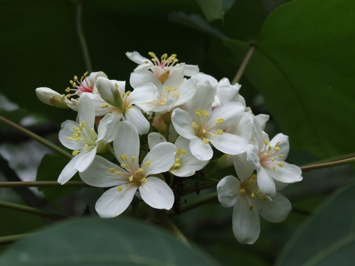 芒果是什么季节的水果