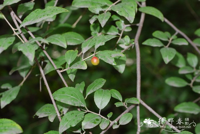 连云港市花