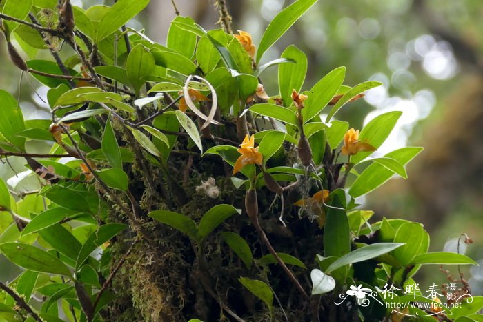 鼠尾草