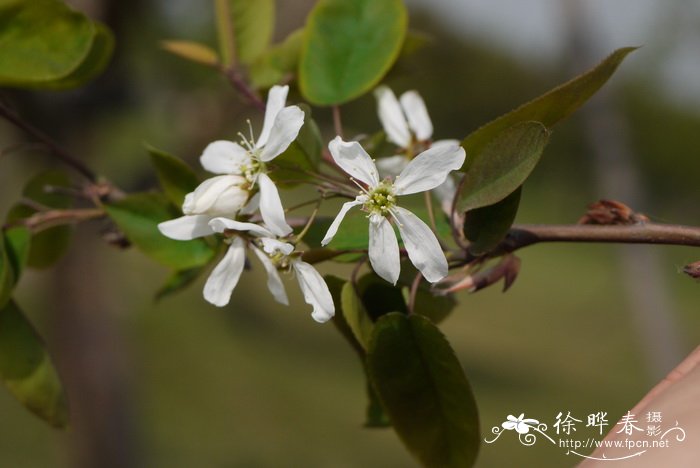 花椒批发