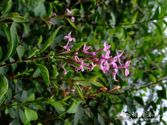 花棒