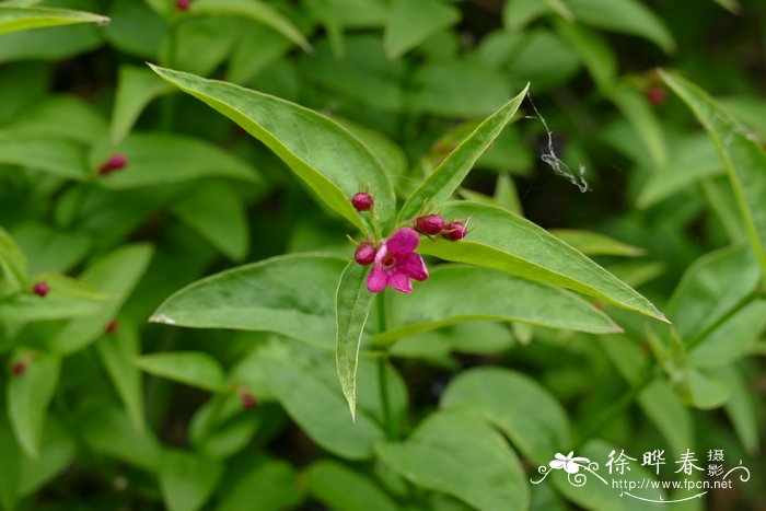 一玫瑰花束图片大全