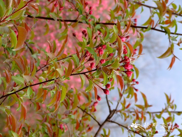 花的介绍