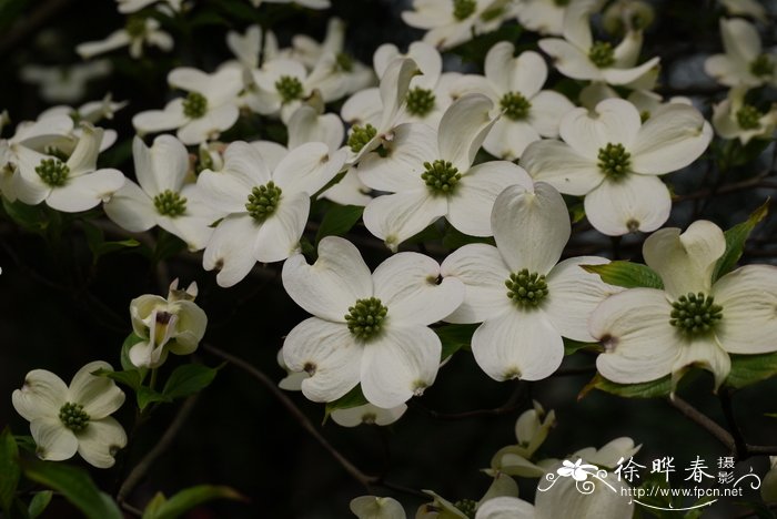 深圳的市花是