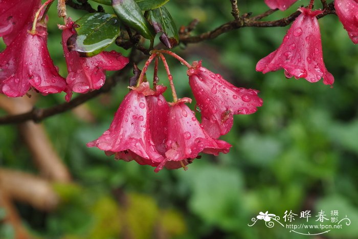 锥花丝石竹