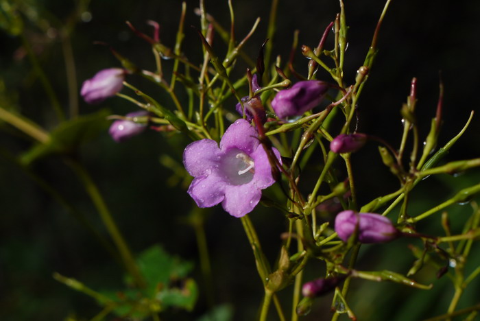 野荠菜图片