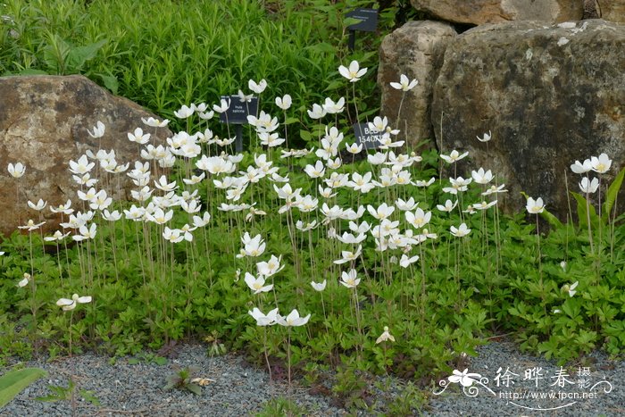 桃花和樱花的区别