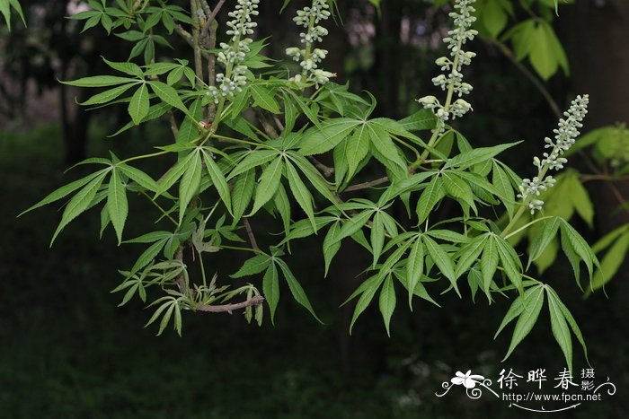 水培鱼缸