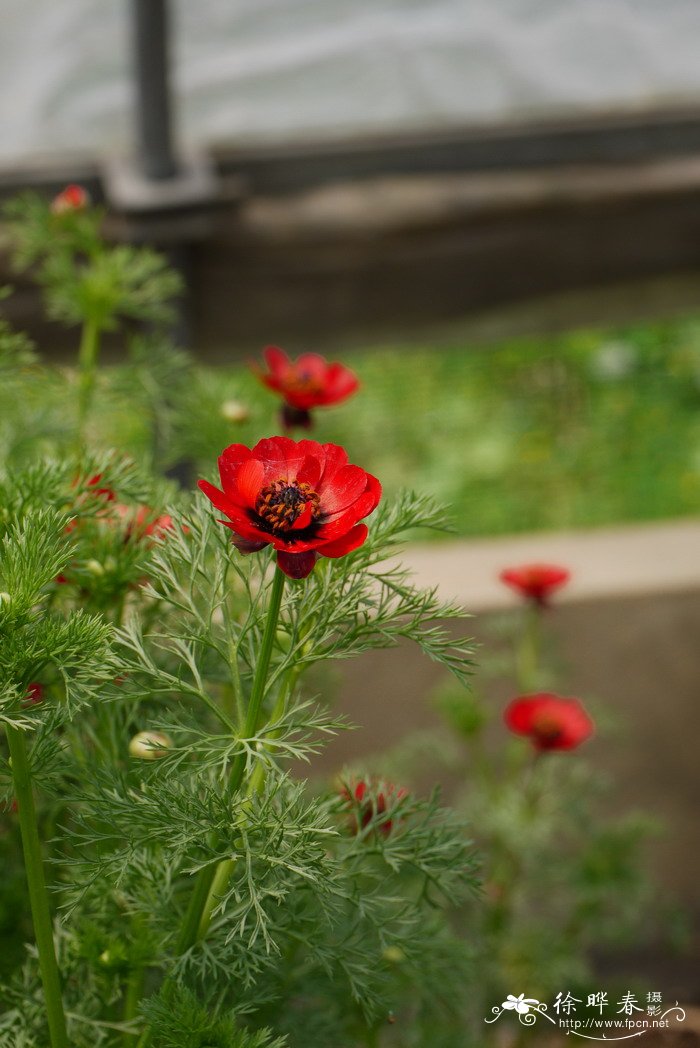 昆明的市花是什么