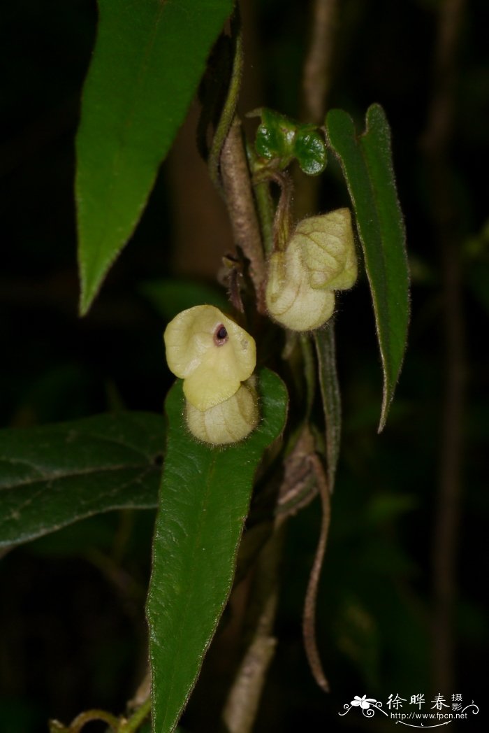 百香果花