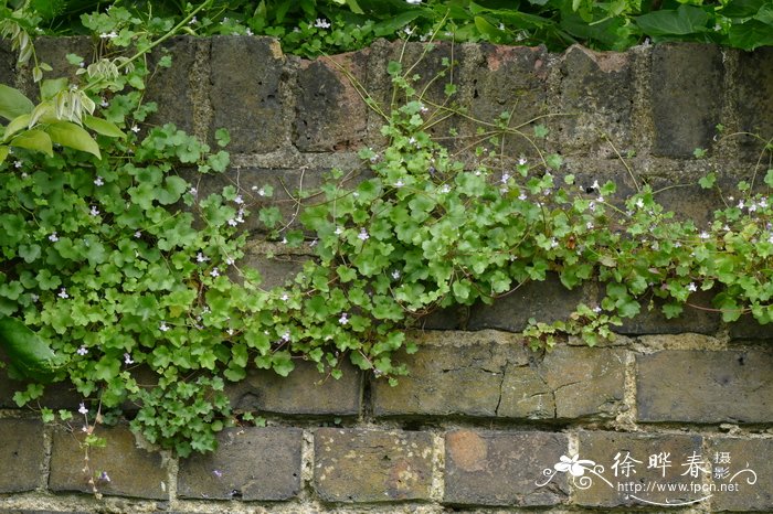 花椒价格