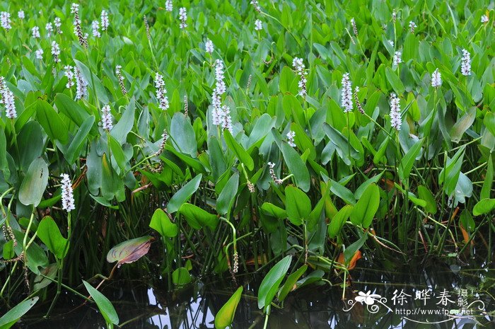 50种浪漫鲜花花语大全