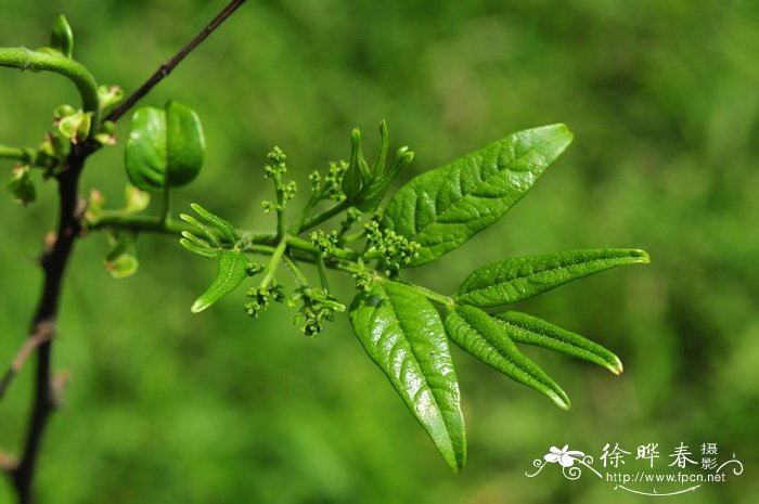 碧根果产地在什么地方