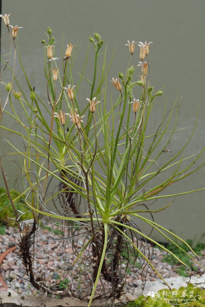 千手观音植物仙人掌