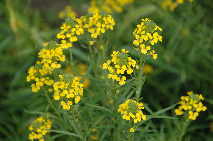 芽菜种植