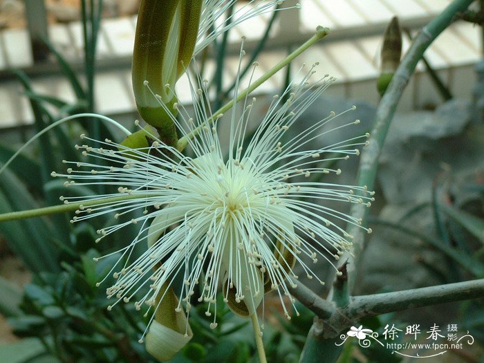 玫瑰花是什么季节开的