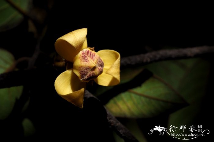 代代花