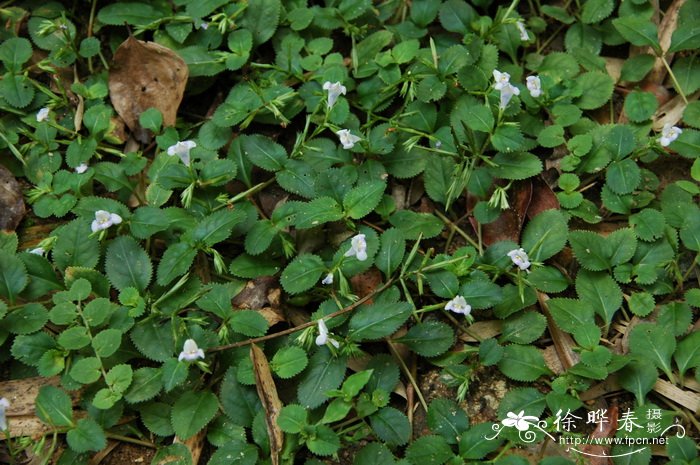 椰砖和营养土哪个更好一些