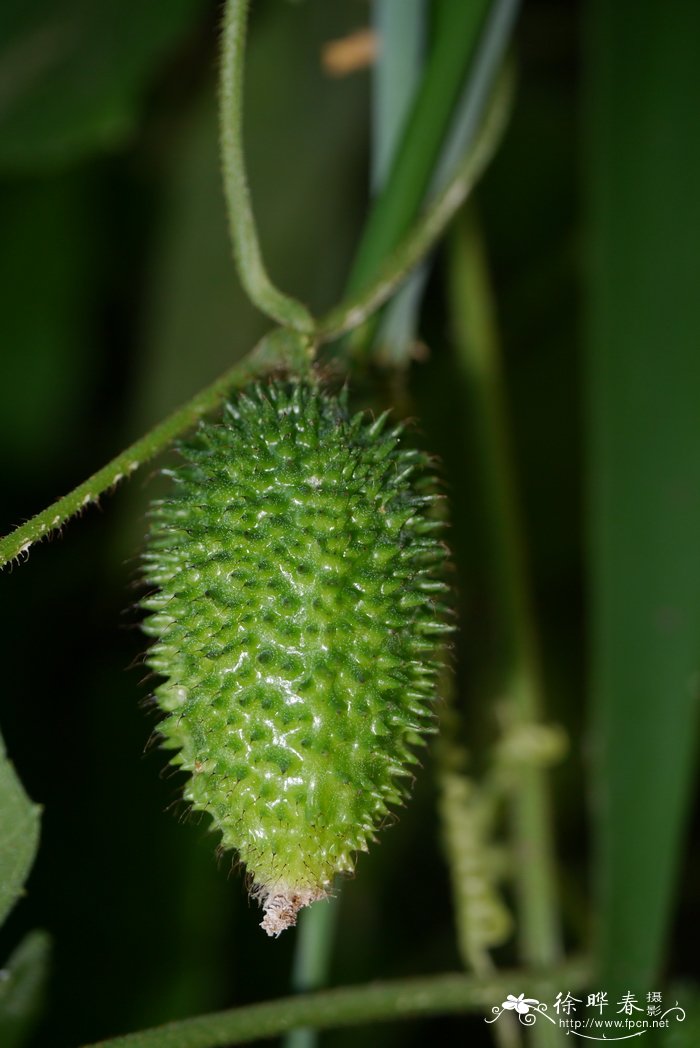 茶花什么时候开花