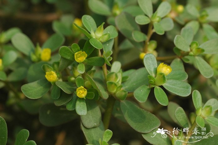 黄花风铃木的花语