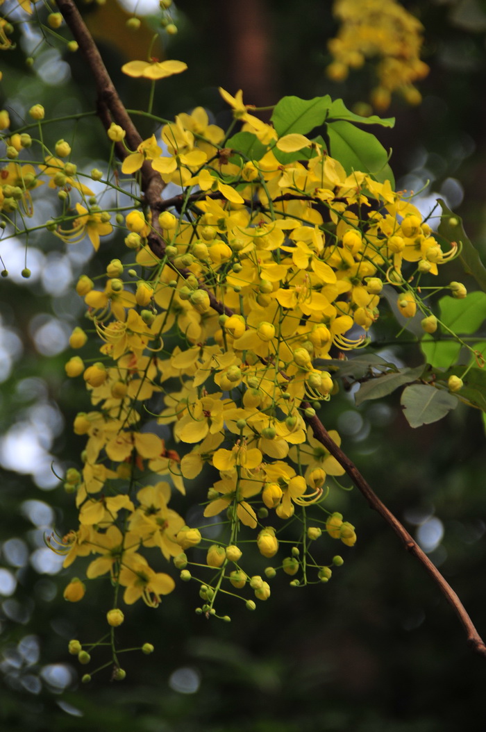 月季花品种大全