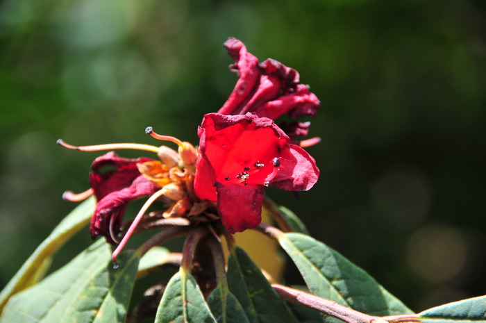 玫瑰花什么时候开花?