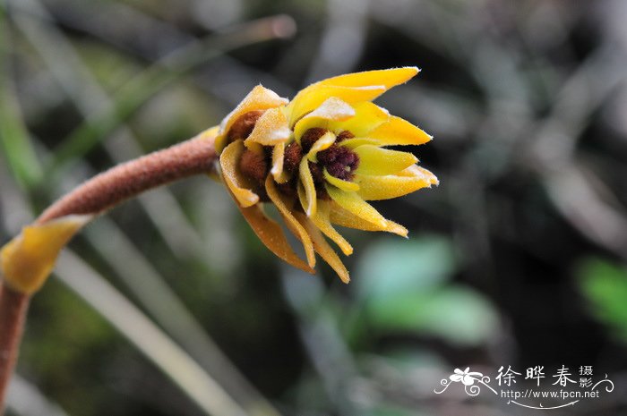 凤仙花用什么繁殖