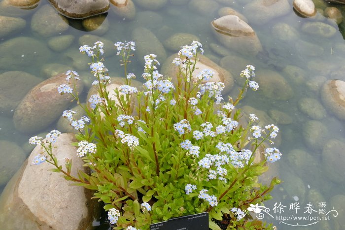 女神节送什么花