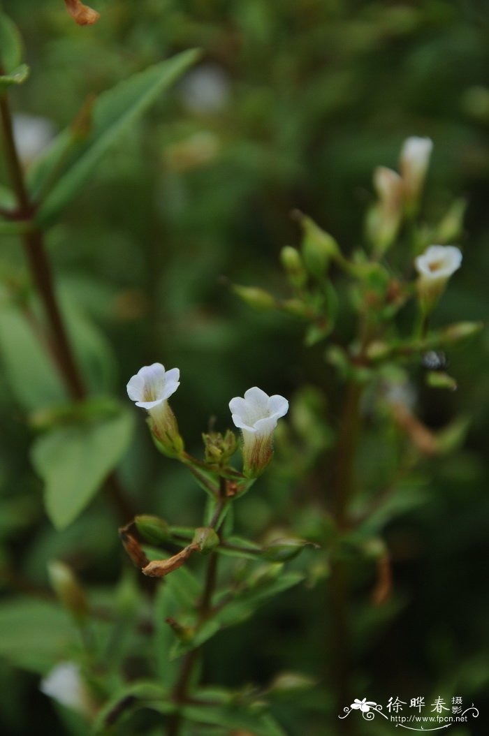 白芨价格