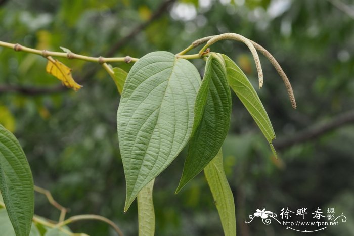 客厅电视两边摆什么植物旺财