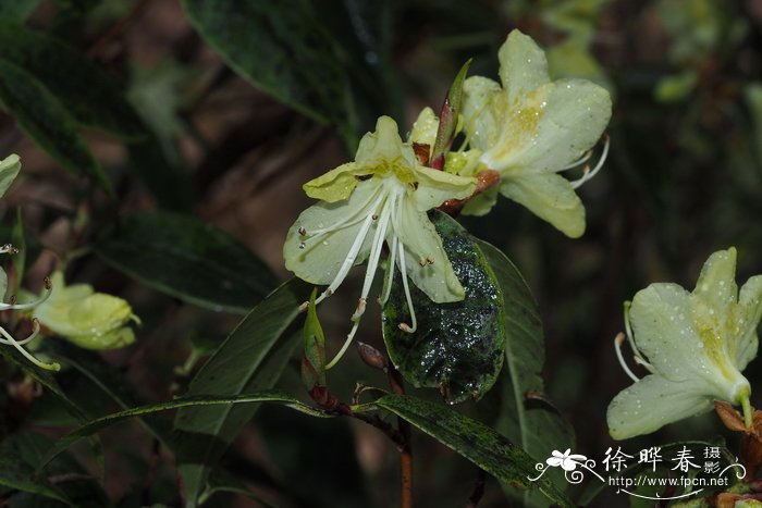 夜来香什么季节开花