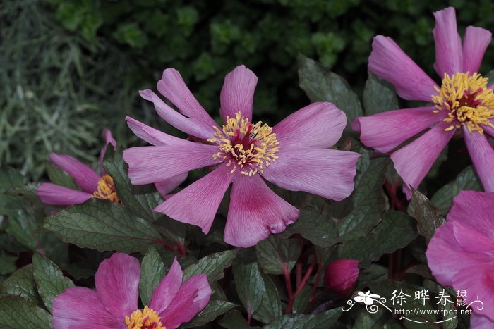 青苹果和红苹果有什么区别