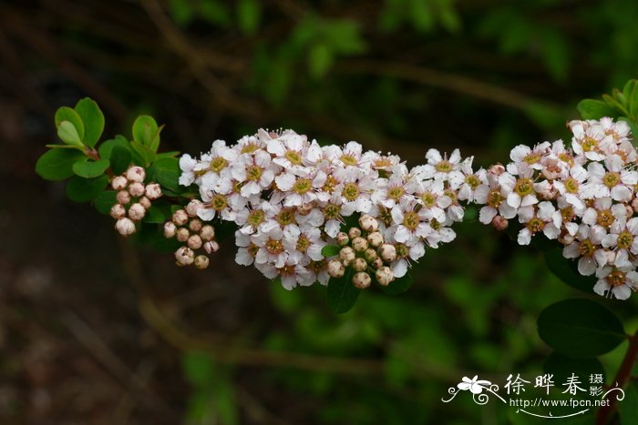 铁苋菜