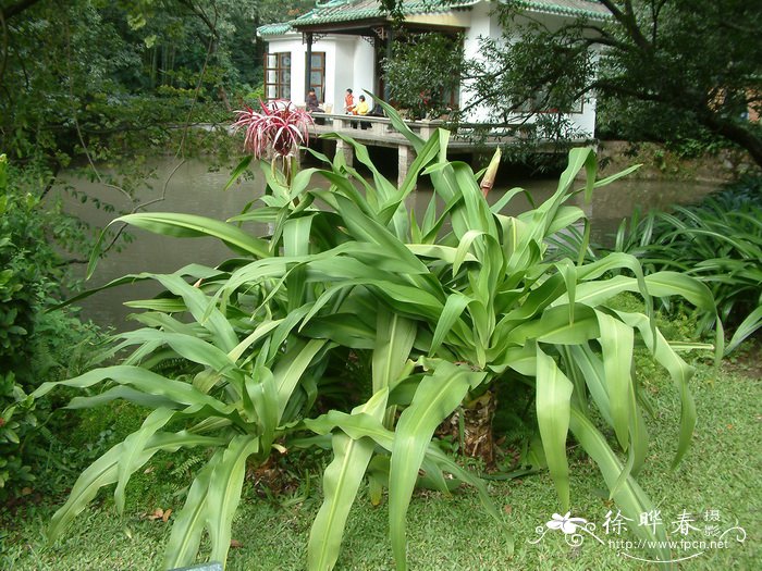 耐阴的室内植物