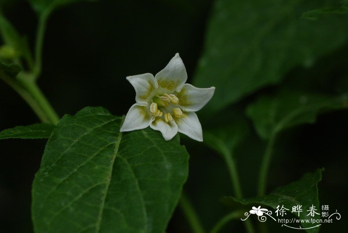 芝麻图片 植物