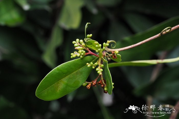 牵牛花传播种子的方法