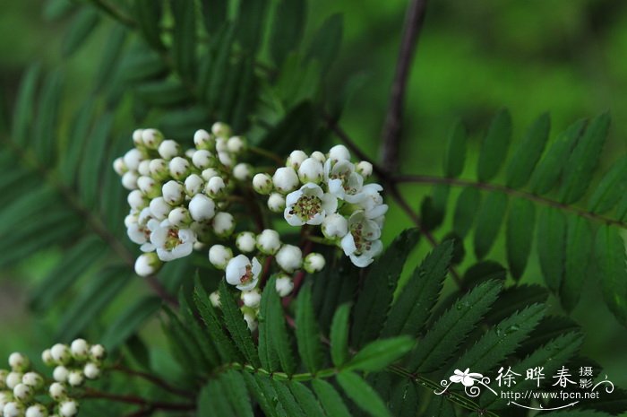 西红花是什么