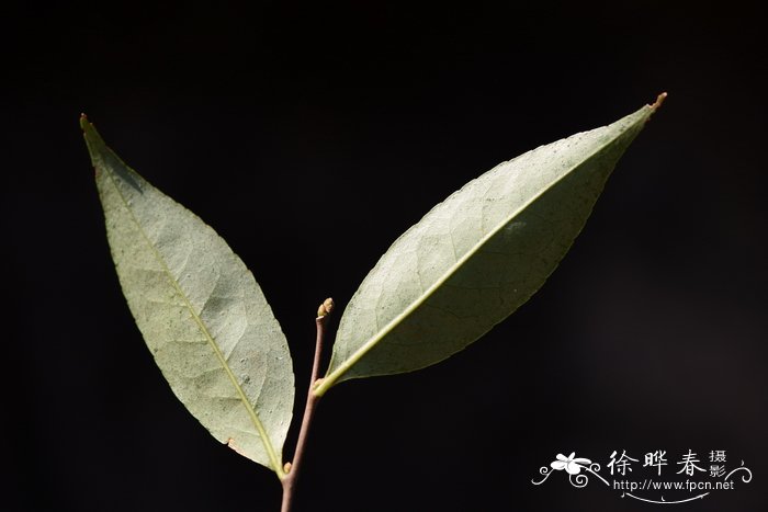 雪柳是什么植物