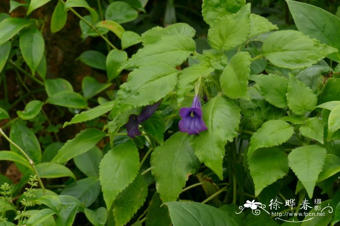 泰坦魔芋花